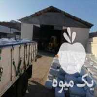 فروش ذرت علوفه بسته بندی پهلوان در بیرجند در گروه خوراک دام و طیور - پرواری شیری علوفه یونجه در یکمیوه