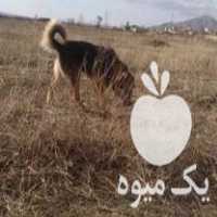 فروش انواع وسایل مرغداری 0 تا 1 0 0 و یک اسب وسگ به قیمت مناسب در اشنویه در گروه تجهیزات دام و طیور - خرید فروش نو دسته دوم در یکمیوه