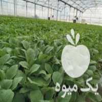 فروش نشا گوجه و بادمجان آماده انتقال به زمین در پیشوا در گروه خرید فروش نشا - انواع گوجه برنج کاهو پیاز کاری فرنگی در یکمیوه