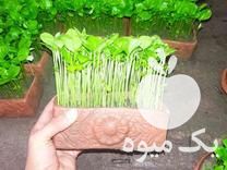 فروش سبزه نارنج در گلدان سفالی در محمودآباد در گروه خرید فروش عمده نارنج - میوه شمال جنوب خرید و فروش عمده در یکمیوه -عکس1