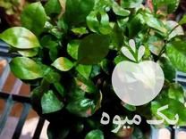 فروش سبزه عید نارنج در محمودآباد در گروه خرید فروش عمده نارنج - میوه شمال جنوب خرید و فروش عمده در یکمیوه -عکس1