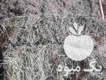 فروش یونجه خشک خالص و ذرت سیلوی خوراک دام در زنجان در گروه خوراک دام و طیور - پرواری شیری علوفه یونجه در یکمیوه -عکس1