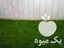 فروش علوفه سبز هیدروپونیک در اصفهان در گروه خوراک دام و طیور - پرواری شیری علوفه یونجه در یکمیوه -عکس1