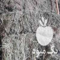 فروش یونجه خشک خالص و ذرت سیلوی خوراک دام در زنجان در گروه خوراک دام و طیور - پرواری شیری علوفه یونجه در یکمیوه