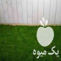 فروش علوفه سبز هیدروپونیک در اصفهان در گروه خوراک دام و طیور - پرواری شیری علوفه یونجه در یکمیوه