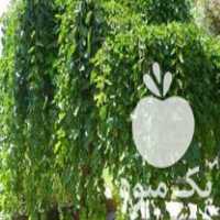 فروش انواع نهال پیوندی مثمر و تزئینی در زنجان در گروه خرید فروش نهال - انواع گردو پسته بادام سلطانی انگور در یکمیوه