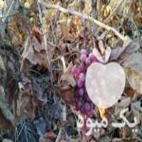 فروش ریشه انگور 2 ساله در ارومیه در گروه خرید فروش عمده انگور - یاقوتی شانی عسگری بی دانه قرمز در یکمیوه