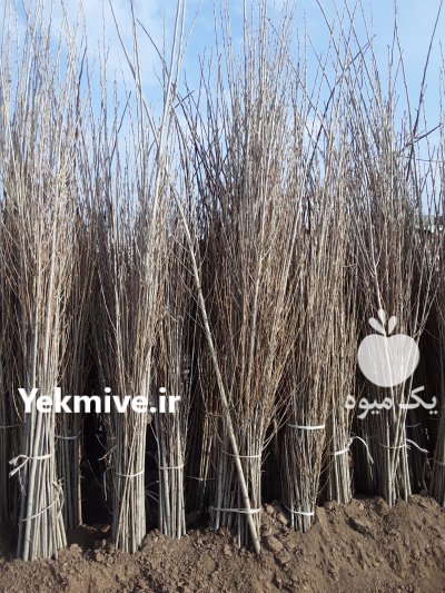 آگهی مشابه فروش نهال صنوبر اسرائیلی کشاورزی ترک در سورک در گروه خرید فروش نهال - انواع گردو پسته بادام سلطانی انگور در یکمیوه