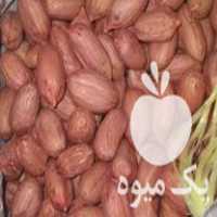 فروش بذربادام زمینی تخمی در آستانه اشرفیه در گروه بادام - درختی کوهی زمینی فروش عمده در یکمیوه