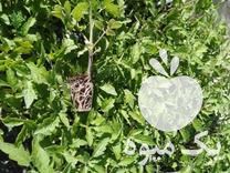 فروش گلخانه تولید نشا ،  نشا گوجه نشا هندوانه نشا فلفل در آبگرم در گروه خرید فروش نشا - انواع گوجه برنج کاهو پیاز کاری فرنگی در یکمیوه -عکس1