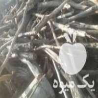 فروش چوب سوختنی  هیزوم در مشهد در گروه خرید فروش عمده چوب- زغال چوب گردو تبریزی خام در یکمیوه