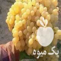 فروش انواع نهال انگور در بیجار در گروه خرید فروش نهال - انواع گردو پسته بادام سلطانی انگور در یکمیوه