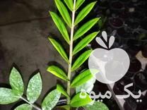 فروش انواع گل های زامفولیا پتوس رونده آگلون نما در نکا در گروه خرید فروش عمده گیاهان زینتی - گرمسیری آپارتمانی باغچه آب در یکمیوه -عکس1