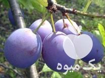 فروش نهال میوه اصلاح شده در اصفهان در گروه خرید فروش نهال - انواع گردو پسته بادام سلطانی انگور در یکمیوه -عکس1