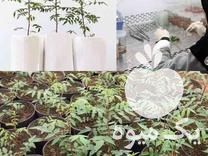 فروش نهال پسته هیبریدی امریکایی در اصفهان در گروه خرید فروش نهال - انواع گردو پسته بادام سلطانی انگور در یکمیوه -عکس1