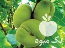 فروش انواع نهال اصلاح شده به صورت گلدانی و ریشه لخت در همدان در گروه خرید فروش نهال - انواع گردو پسته بادام سلطانی انگور در یکمیوه -عکس1