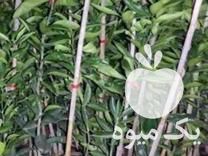 فروش انواع نهال مرکبات در نوشهر در گروه خرید فروش نهال - انواع گردو پسته بادام سلطانی انگور در یکمیوه -عکس1