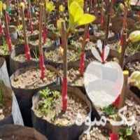 فروش نهال_کیوی ها در آمل در گروه خرید فروش نهال - انواع گردو پسته بادام سلطانی انگور در یکمیوه