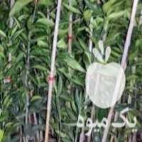 فروش انواع نهال مرکبات در نوشهر در گروه خرید فروش نهال - انواع گردو پسته بادام سلطانی انگور در یکمیوه