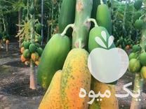 فروش نهال پاپایا یا خربزه درختی در آزادشهر در گروه خرید فروش نهال - انواع گردو پسته بادام سلطانی انگور در یکمیوه -عکس1