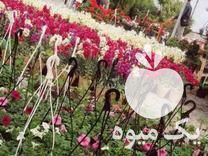 فروش انواع گل های فصلی انواع نهال ودرخت  در اصفهان در گروه خرید فروش نهال - انواع گردو پسته بادام سلطانی انگور در یکمیوه -عکس1