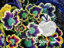 فروش انواع گل وگیاه زینتی کاکتوس ساکولنت در اصفهان در گروه خرید فروش عمده گیاهان زینتی - گرمسیری آپارتمانی باغچه آب در یکمیوه -عکس1