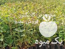 فروش عمده نهال گل محمدی کاشان در اصفهان در گروه خرید فروش نهال - انواع گردو پسته بادام سلطانی انگور در یکمیوه -عکس1