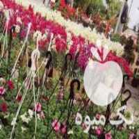 فروش انواع گل های فصلی انواع نهال ودرخت  در اصفهان در گروه خرید فروش نهال - انواع گردو پسته بادام سلطانی انگور در یکمیوه