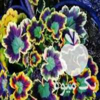 فروش انواع گل وگیاه زینتی کاکتوس ساکولنت در اصفهان در گروه خرید فروش عمده گیاهان زینتی - گرمسیری آپارتمانی باغچه آب در یکمیوه