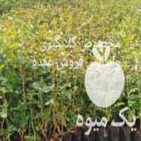 فروش عمده نهال گل محمدی کاشان در اصفهان در گروه خرید فروش نهال - انواع گردو پسته بادام سلطانی انگور در یکمیوه
