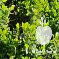 فروش گل و گیاه در تنکابن در گروه خرید فروش عمده گیاهان زینتی - گرمسیری آپارتمانی باغچه آب در یکمیوه