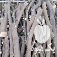 فروش چوب مرکبات در جهرم در گروه خرید فروش عمده چوب- زغال چوب گردو تبریزی خام در یکمیوه