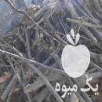 فروش چوب هیزم زغال در اصفهان در گروه خرید فروش عمده چوب- زغال چوب گردو تبریزی خام در یکمیوه