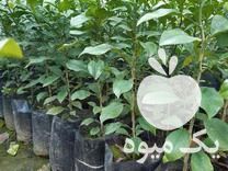 فروش نهال نارنج آماده پیوند و نهال انار شیرین بهشهر در درود در گروه خرید فروش نهال - انواع گردو پسته بادام سلطانی انگور در یکمیوه -عکس1
