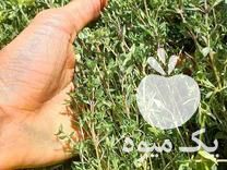 فروش نشااآویشن باغی نهال الوچه وانجیر وانار قلمه گیاه دارویی در بهشهر در گروه خرید فروش نشا - انواع گوجه برنج کاهو پیاز کاری فرنگی در یکمیوه -عکس1