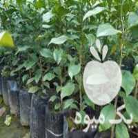 فروش نهال نارنج آماده پیوند و نهال انار شیرین بهشهر در درود در گروه خرید فروش نهال - انواع گردو پسته بادام سلطانی انگور در یکمیوه