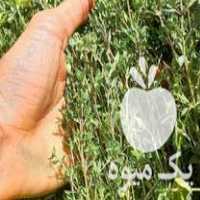 فروش نشااآویشن باغی نهال الوچه وانجیر وانار قلمه گیاه دارویی در بهشهر در گروه خرید فروش نشا - انواع گوجه برنج کاهو پیاز کاری فرنگی در یکمیوه