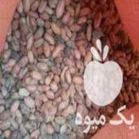 خرید ضایعات مغز و غلافدار بادام خراب پوسیده دامی در اردبیل در گروه بادام - درختی کوهی زمینی فروش عمده در یکمیوه