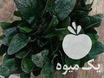 فروش سیدهادی موسوی 09147063979 در تهران در گروه تره بار - نیرو همکار شهرداری تهران مرکزی در یکمیوه -عکس1