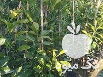 فروش انواع نهال مرکبات در گتاب در گروه خرید فروش نهال - انواع گردو پسته بادام سلطانی انگور در یکمیوه -عکس1