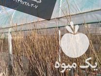 فروش نهال گردو پیوندی در تویسرکان در گروه خرید فروش نهال - انواع گردو پسته بادام سلطانی انگور در یکمیوه -عکس1