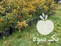 فروش نهال تامسون و خونی و کامکوات در تنکابن در گروه خرید فروش نهال - انواع گردو پسته بادام سلطانی انگور در یکمیوه -عکس1