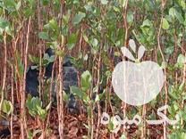 فروش نهال پسته یکساله در مهر در گروه خرید فروش نهال - انواع گردو پسته بادام سلطانی انگور در یکمیوه -عکس1