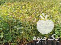 فروش نهال گل محمدی نیاسر در اصفهان در گروه خرید فروش نهال - انواع گردو پسته بادام سلطانی انگور در یکمیوه -عکس1