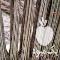 فروش نهال صنوبر اصلاح شده سریع الرشد گیلان استانه اشرفیه در مراغه در گروه خرید فروش نهال - انواع گردو پسته بادام سلطانی انگور در یکمیوه