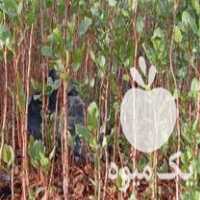 فروش نهال پسته یکساله در مهر در گروه خرید فروش نهال - انواع گردو پسته بادام سلطانی انگور در یکمیوه