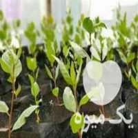 فروش نهال پسته بادامی زرند کرمان در اسفراین در گروه خرید فروش نهال - انواع گردو پسته بادام سلطانی انگور در یکمیوه