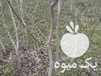 فروش نهال گردو دو ساله وسه ساله پایه ثابت بدون پیوست در خوی در گروه خرید فروش نهال - انواع گردو پسته بادام سلطانی انگور در یکمیوه -عکس1