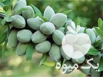 فروش نهال انواع بادام دیرگل وزودبارده در میاندوآب در گروه خرید فروش نهال - انواع گردو پسته بادام سلطانی انگور در یکمیوه -عکس1