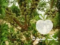 فروش نهال بادام ونهال انگور در سگزآباد در گروه خرید فروش نهال - انواع گردو پسته بادام سلطانی انگور در یکمیوه -عکس1